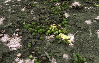 新社葡萄慘變「石頭葡萄」！ 連續低溫豪雨 農損達四成