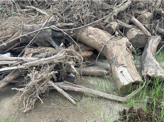 桃園航空城爆濫砍600棵樹？市府駁斥：無護包商、也未違法砍伐