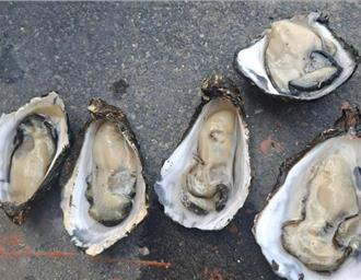雲林台西牡蠣進化！ 甜味獨特預計中秋節上市