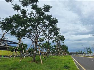 桃園航空城樹木移植爭議    市府出面斥：該區無列管品種