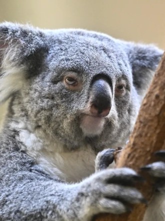 無尾熊「超級厭世臉」爆紅！ 網友笑稱：叫工讀生出來