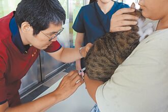 家貓施打疫苗放寬 獸醫憂成破口