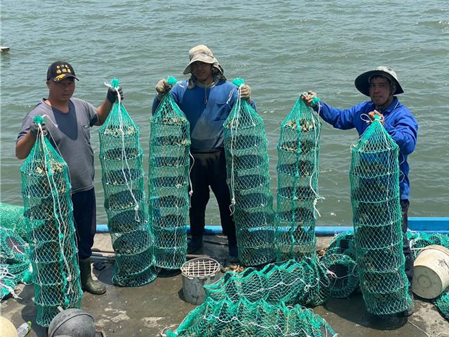 云林县台西乡牡蛎农试养单体牡蛎，预计中秋节可达4颗1台斤，媲美生蚝，牡蛎农3日表示单体牡蛎每颗可卖50至60元，有助增加收入。（丁健家提供／张朝欣云林传真）