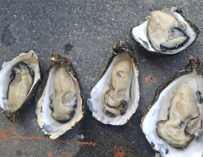 云林县台西乡牡蛎农试养单体牡蛎，预计中秋节可达4颗1台斤，媲美生蚝，牡蛎农3日表示单体牡蛎每颗可卖50至60元，有助增加收入。（丁健家提供／张朝欣云林传真）