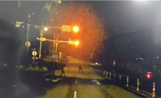 桃園深夜驚見牛隻逛大街！警出動助趕回 飼主將開罰