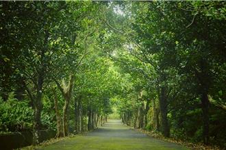 墾丁滿茶古道秘境重啟 走進台灣第一母樹園時光隧道