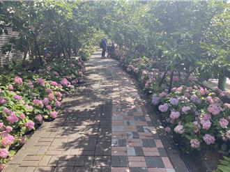 泰山繡球花季美翻！里長打造近 800公尺的「黎明步道花園」