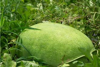 竹南西瓜節6／7龍鳳漁港登場 甜脆「貢瓜」免費試吃