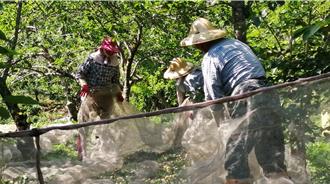 獨家》紅肉李滯銷創棄收新高 桃源果農：連工錢都賺不回