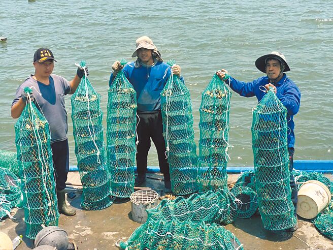 云林县台西乡牡蛎农试养单体牡蛎，预计中秋节可达4颗1台斤，牡蛎农表示每颗可卖50至60元，有助增加收入。（丁健家提供／张朝欣云林传真）