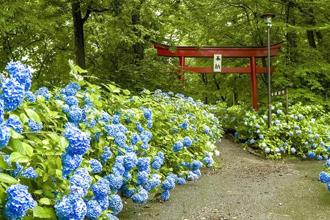 人少拍好拍滿之日本賞花推薦〜福島鄉下追花名所3選