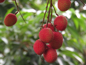 吃到上火、流鼻血 荔枝1天能吃幾顆 農業部給答案