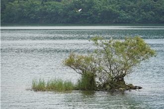 台版孤獨樹在花蓮 鯉魚潭湖中樹成觀光新亮點