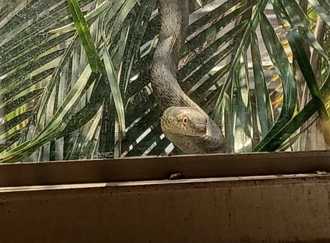 台南2公尺大蛇闖民宅 女童「隔窗對看」嚇壞急找爸