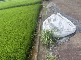 彩色塑膠流入稻田！新屋農路驚見太空包  農友怒：心血恐白費