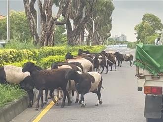 台南遊牧奇景！放任羊群佔安全島吃草　警將對飼主開罰
