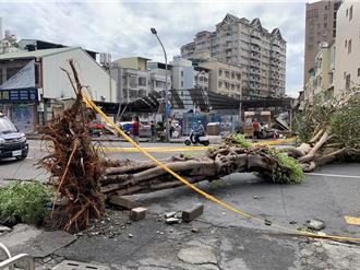 山陀兒陰影深！高雄輕軌雨豆樹倒塌13棵 民眾呼籲雨後總健檢