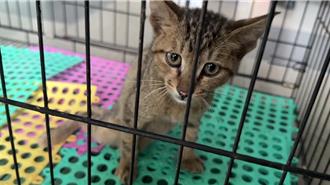 小貓違規搭火車 從花蓮流浪到台東 疑跳軌腳傷送醫