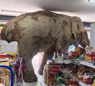 泰國雜貨店被一頭大象洗劫 吃完零食才離開