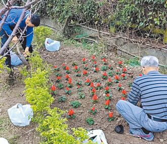 泰山 繡球花季 黎明步道花海綻放