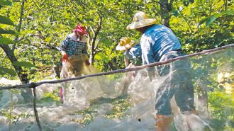 高雄 紅肉李買氣差 果農嘆虧本棄收