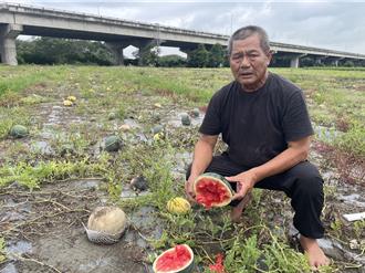 梅雨季连日豪雨 西螺瓜农6分地西瓜泡烂近全毁