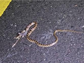 影》溪头夜观震撼「吞食秀」 红斑蛇享用路杀青蛙大餐