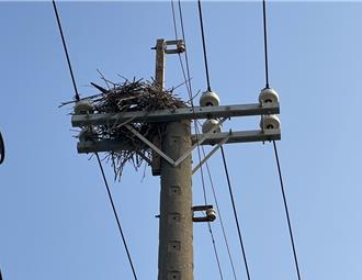 台電加大辦理防護措施 嚴防獸樹蟲蟻自然因素導致停電 