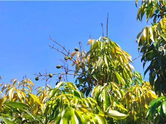 南投荔枝收成剩5成纳现金救助 即日起至6／18受理申请