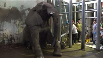 台北動物園傳憾事！42歲非洲象「美代」逝世