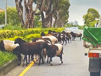 台南 馬路變牧羊場 警將開罰飼主