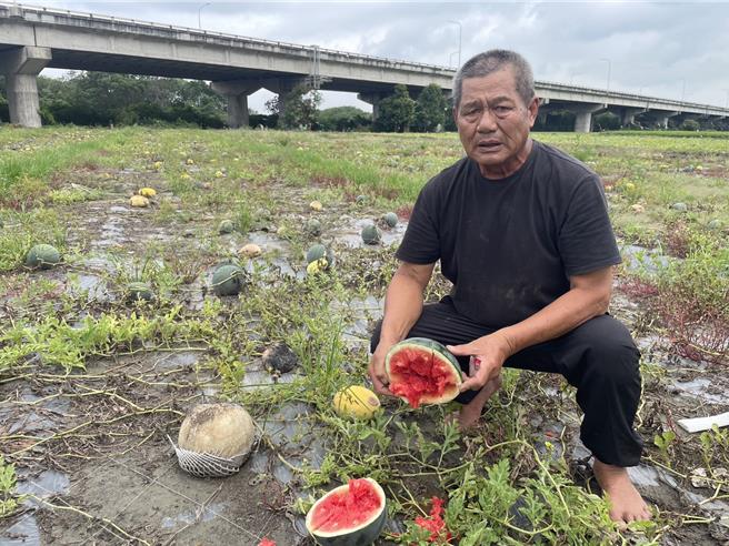 這一周來日照與間歇性降雨交錯造成瓜類水傷，西螺鎮一名瓜農的6分地西瓜被泡爛。（周麗蘭攝）