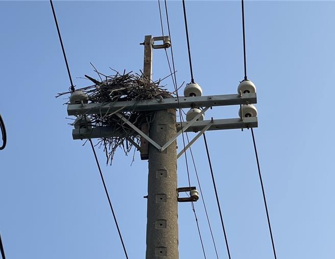乌类筑巢造成停电。（台中区处提供／宝智华台中传真）