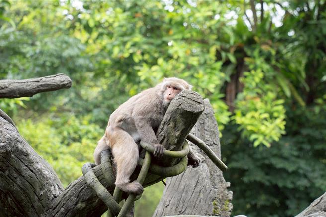 動物園休園期間，將加強熱帶雨林區大長臂猿棲架更。（台北市立動物園提供／張珈瑄台北傳真）