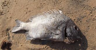 罕見病害渾身「腐魚臭」她不敢出門：連親人葬禮也缺席