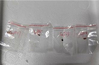 留學生被起訴走私危險菌種  陸駐芝加哥總領館籲勿政治操弄