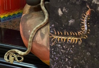 連45年紀錄中斷？ 天受宮不見「帝爺公蛇」 跑來大蜈蚣