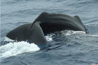 抹香鯨群現蹤花蓮奇萊鼻外海 珍貴影音實錄上傳國際平台