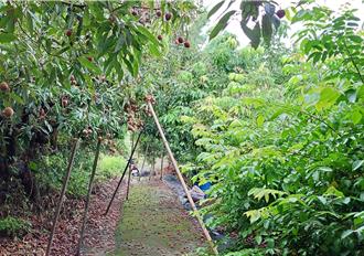 台南東山荔枝園驚見無名屍 檢警相驗釐清身分死因