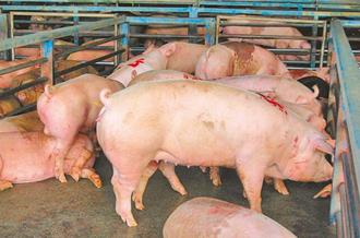 豬隻禁宰15天 燒肉店捧現金搶豬 價格漲4成硬著頭皮買