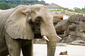 非洲象「美代」逝世！北市動物園曝死因：全身性感染