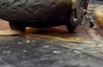 南投天受宮「靈蛇現蹤」爬上神案 連續46年沒遲到