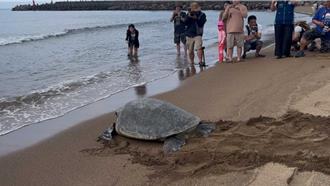 從小扎根觀念！鯨豚、海龜保育教育課程開課