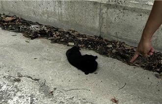 台东海端惊见台湾黑熊死亡 死因还有待厘清