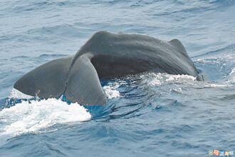 花蓮嬌客 抹香鯨群連2天現身