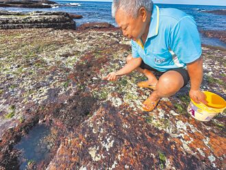 新北夏季海味 呷海鋼盔正當時