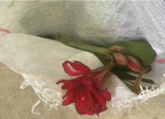 79岁翁偷「孤挺花」被逮 辩称：花太美忍不住