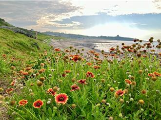 夏天就是要賞花！新北2大菊科花海祕境療癒綻放中