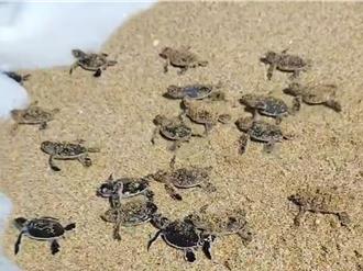 墾丁綠蠵龜大爆發！百隻幼龜孵化奔海 生命奇蹟撼人心
