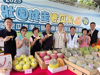 甜度爆表！壮围「曜王」哈密瓜抢鲜上市 周末健走免费尝